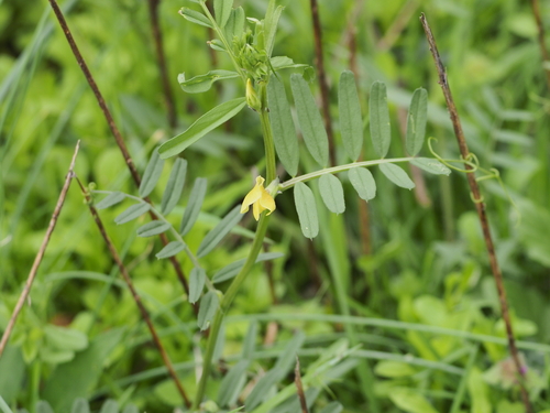 Large yellow vetch (Vicia grandiflora)