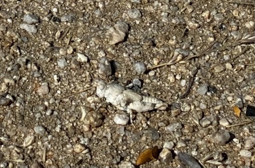 Strenuous Grasshopper