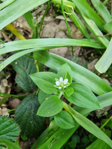 Three-nerved Sandwort (Moehringia trinervia)