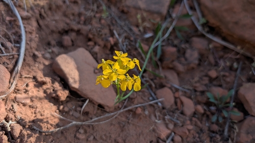 Western Wallflower (Erysimum capitatum)