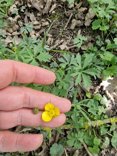 Goldilocks Buttercup (Ranunculus auricomus)