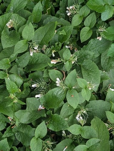 Hidcote Comfrey (Symphytum ×)