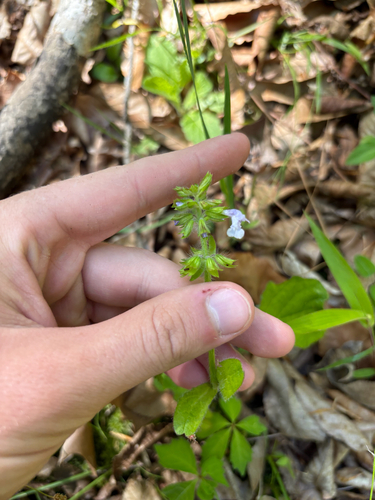 Lyreleaf Sage (Salvia lyrata)