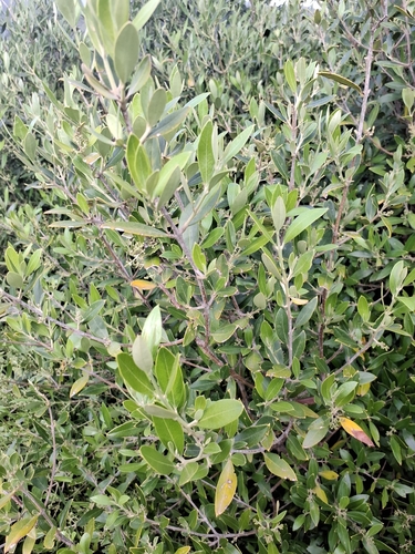 Olive (Olea europaea)