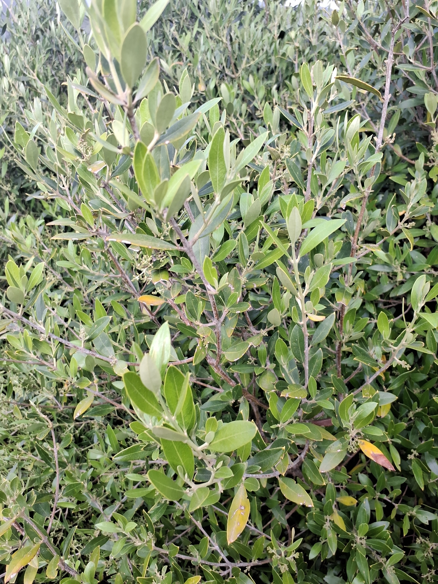 Olive (Olea europaea)