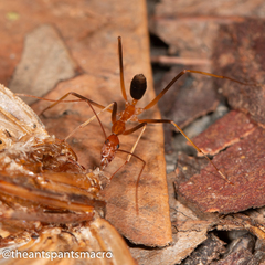 Leptomyrmex rufipes