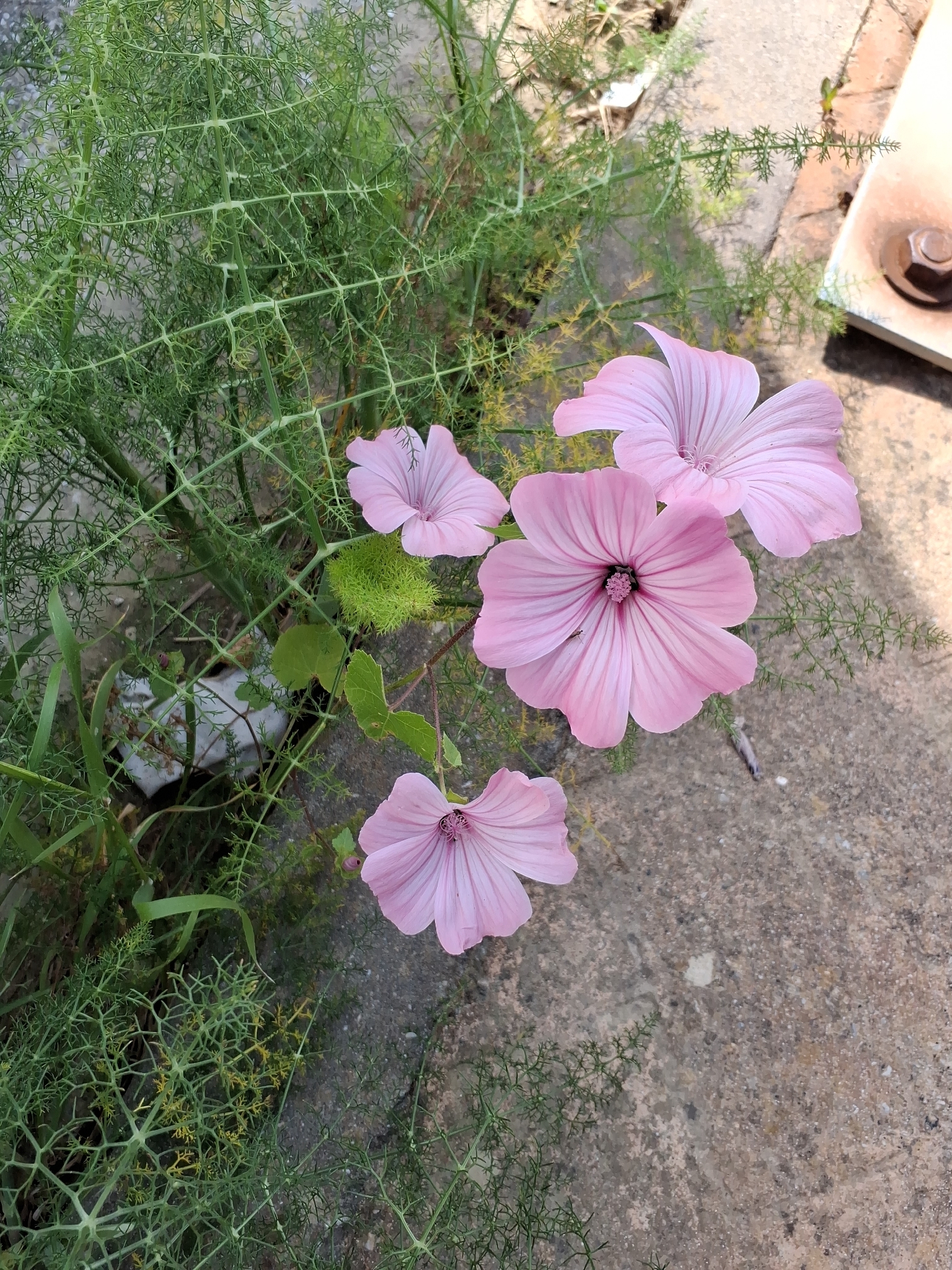 Annual Mallow (Malva trimestris)