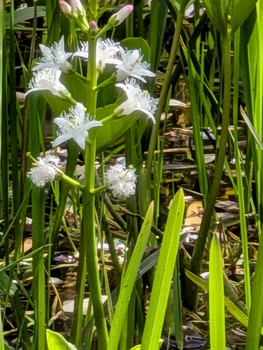 Bogbean (Menyanthes trifoliata)