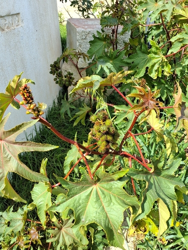 castor bean (Ricinus communis)
