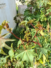 Ricin Commun (Ricinus communis)