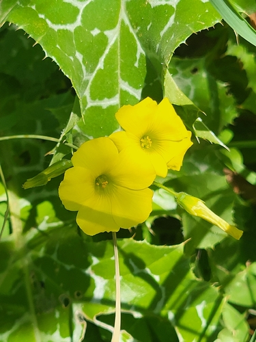 Bermuda buttercup