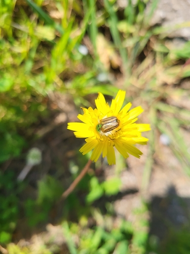 Eulasia pareyssei