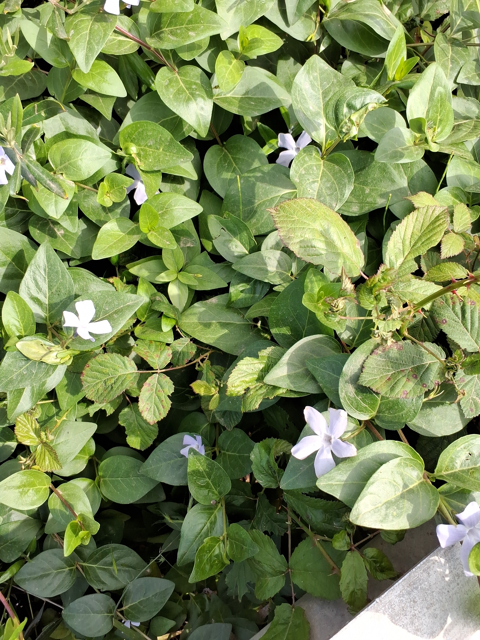 Vinca Difformis (Vinca difformis)