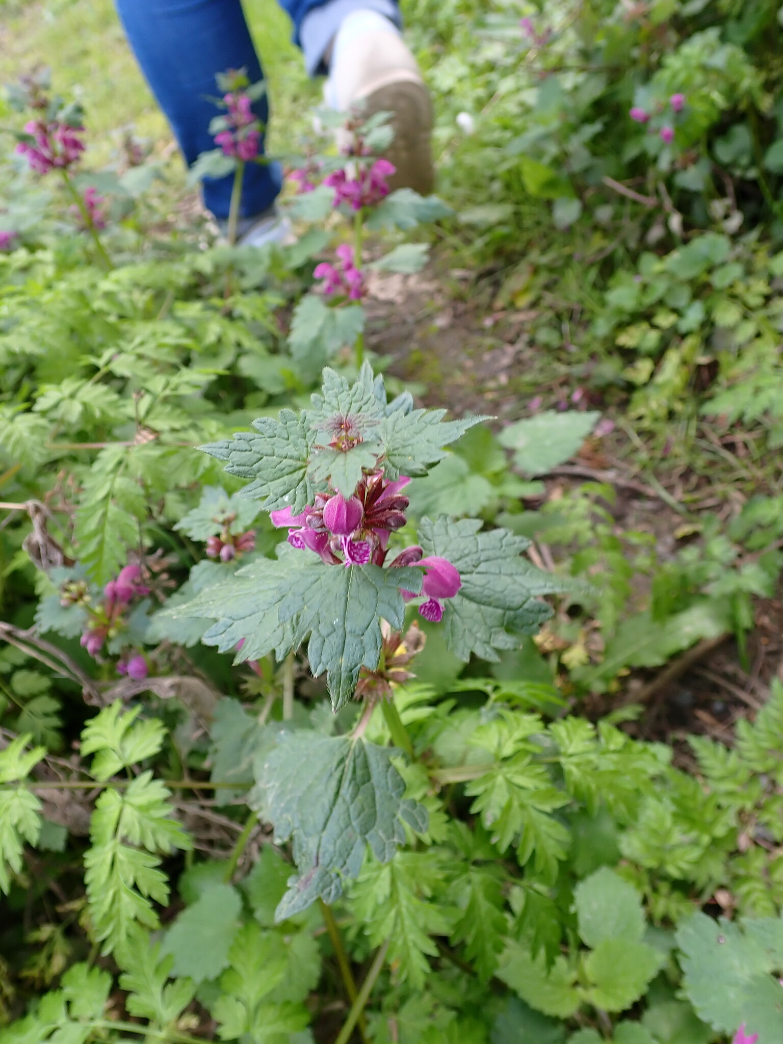 Spotted Deadnettle (Lamium maculatum)