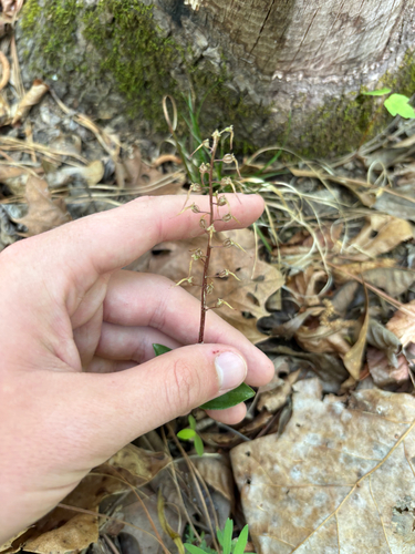 Southern Twayblade (Neottia bifolia)