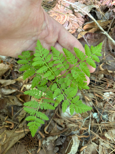 rattlesnake fern (Botrypus virginianus)