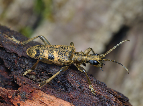 Blackspotted Longhorn Beetle photo 4