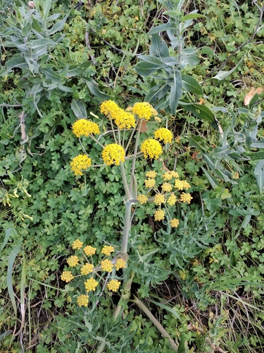 Southern thapsia (Thapsia transtagana)