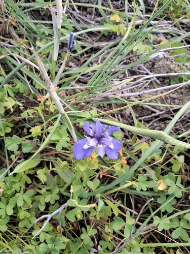 Barbary-nut (Moraea sisyrinchium)