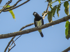 Capito maculicoronatus