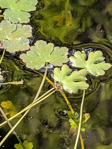 Celery-Leaved Buttercup (Ranunculus sceleratus)