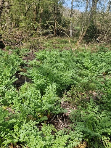 Hemlock Water-Dropwort (Oenanthe crocata)