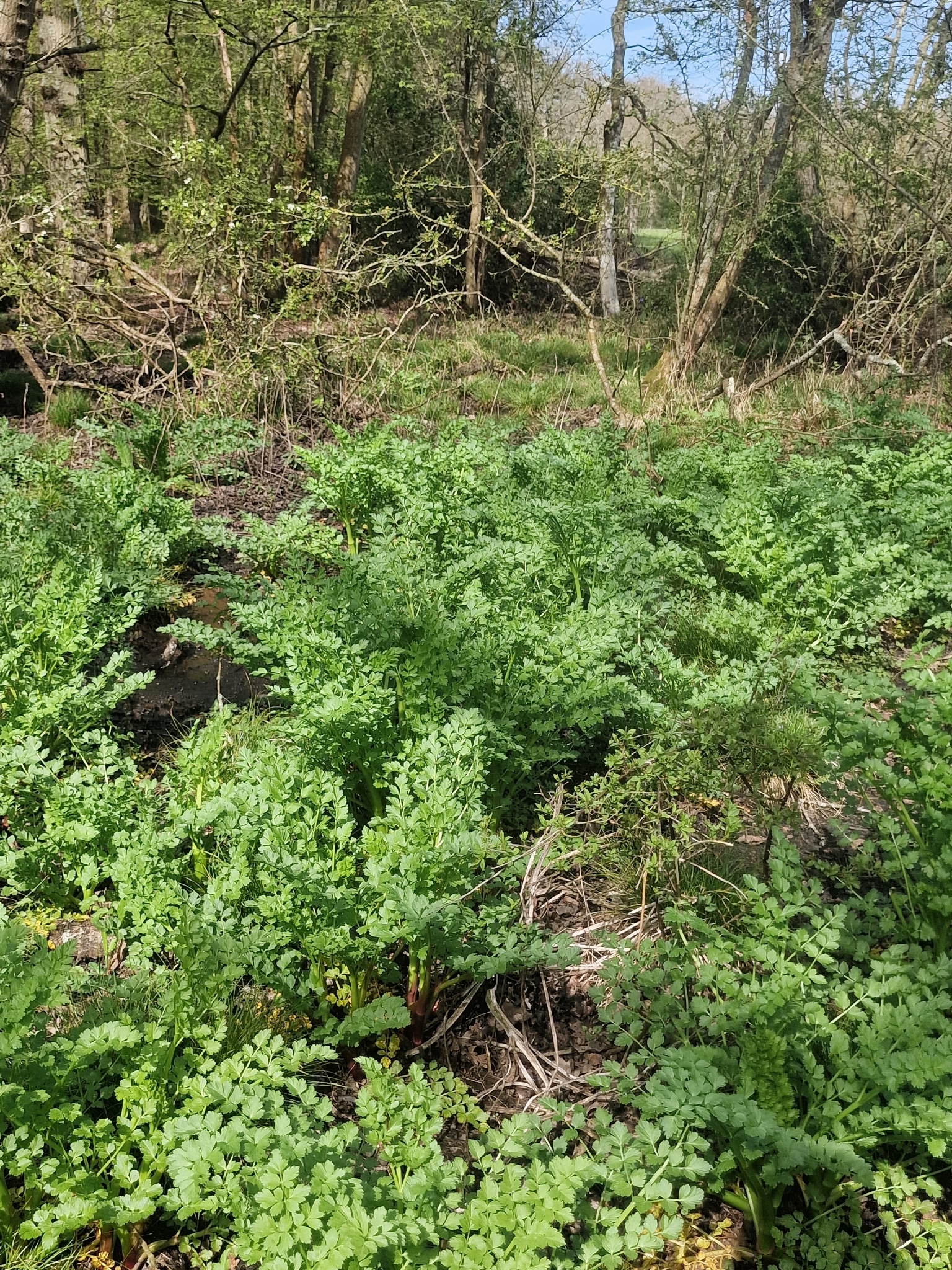 Hemlock Water-Dropwort (Oenanthe crocata)