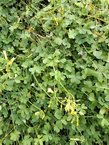 Bermuda buttercup (Oxalis pes)