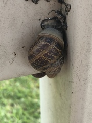 Cornu aspersum