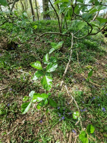 midland hawthorn (Crataegus laevigata)