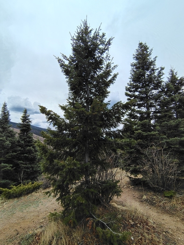 Douglas-fir (Pseudotsuga menziesii)