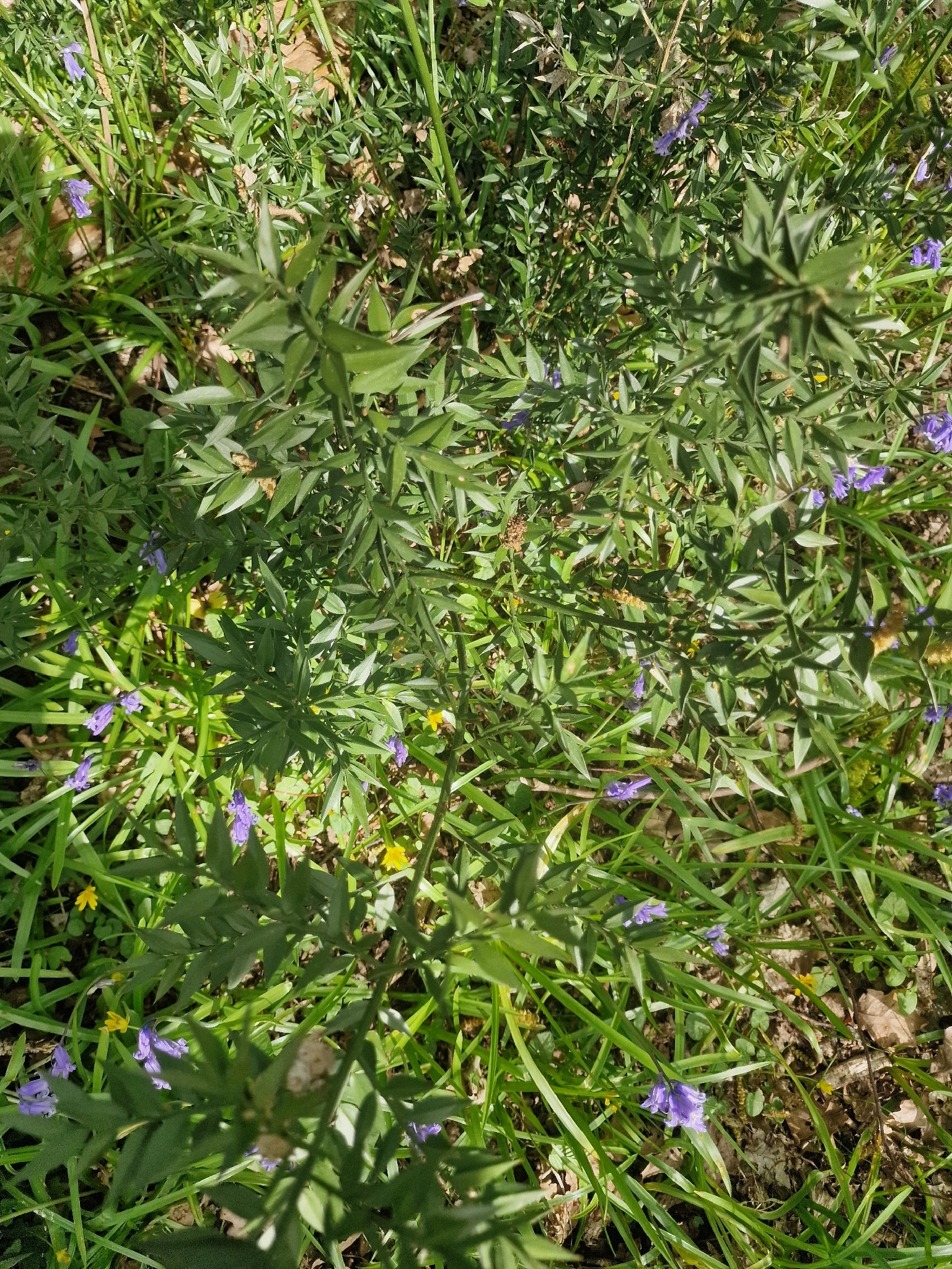 Butcher's-Broom (Ruscus aculeatus)