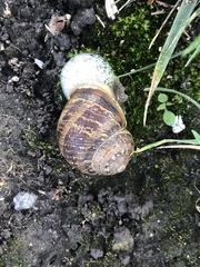 Cornu aspersum