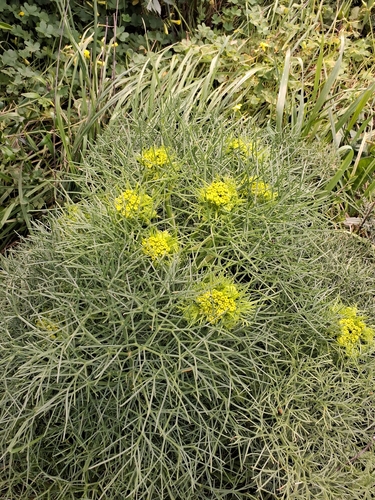 Sand cachrys (Cachrys libanotis)