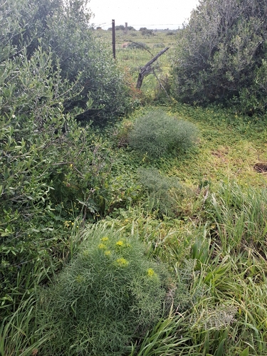 Cachrys libanotis, photograph 6