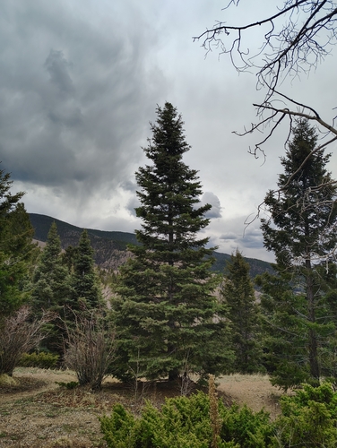 white fir (Abies concolor)