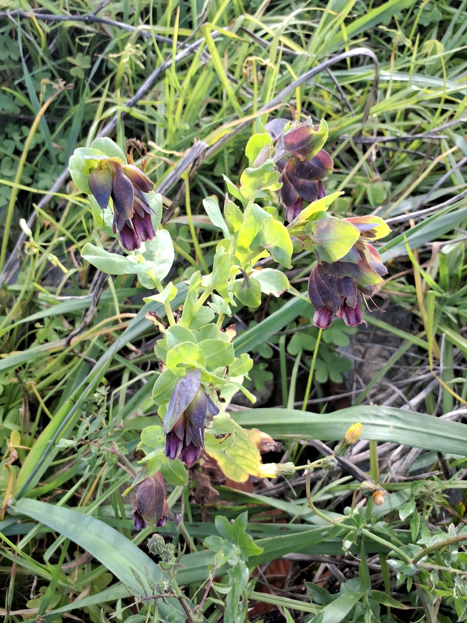 Honeywort (Cerinthe major)