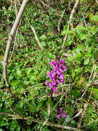 Early Purple Orchid (Orchis mascula)