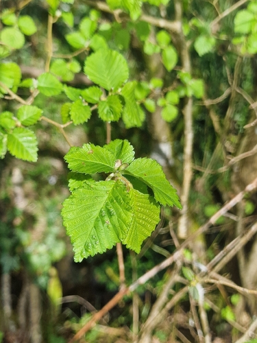 Field Elm (Ulmus minor)