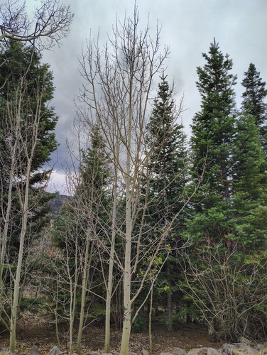 Quaking Aspen (Populus tremuloides)