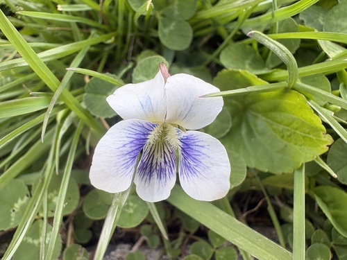 Confederate violet (Viola sororia)