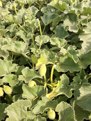 squirting cucumber (Ecballium elaterium)