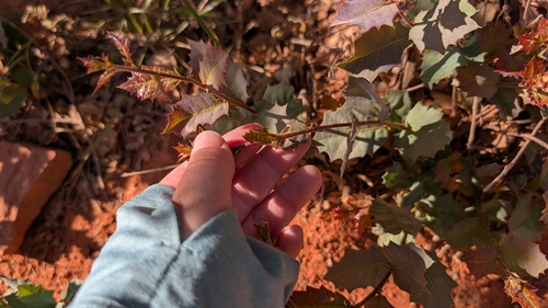 Sonoran scrub oak (Quercus turbinella)