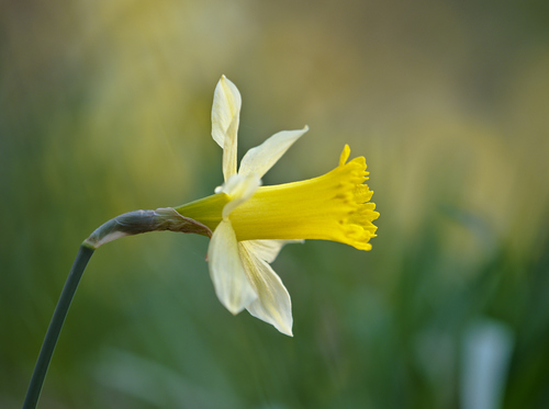 Common Daffodil