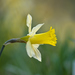 Narcissus pseudonarcissus - Photo (c) Gilles San Martin,  זכויות יוצרים חלקיות (CC BY-SA), uploaded by Gilles San Martin