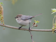 American Bushtit photo 2