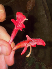 Columnea scandens
