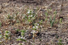 Acanthomintha ilicifolia, photograph (c) Millie Basden, some rights reserved (CC BY)