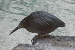 Butorides striata sundevalli