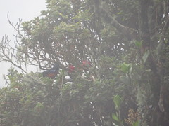 Diglossa gloriosissima